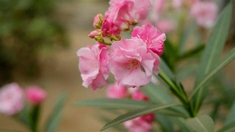 紅花夾竹桃|夹竹桃（夹竹桃科夹竹桃属植物）